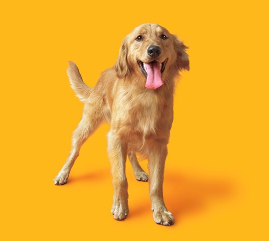 Wet Nose Week highlights dogs health and wellbeing